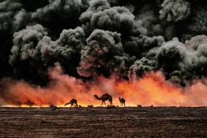 cammelli e petrolio